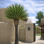 Juka Faxonova (Yucca faxoniana) - výška 30-40 cm, Ø 30-40 cm, kont. C10L (-20°C)